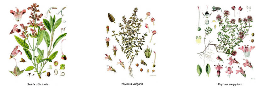 Botanical Illustrations